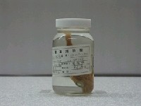 藏品(黃鰭大眼鯛)的圖片